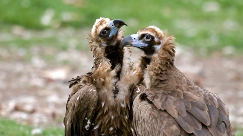 Намериха мъртви четири черни лешояда край Котел. Това заяви Емилиян Стойнов